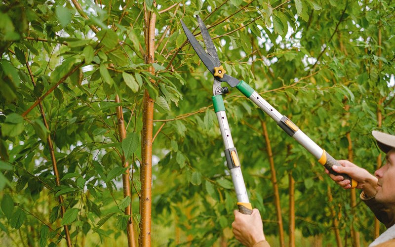 Tree trimming in Haines, OR